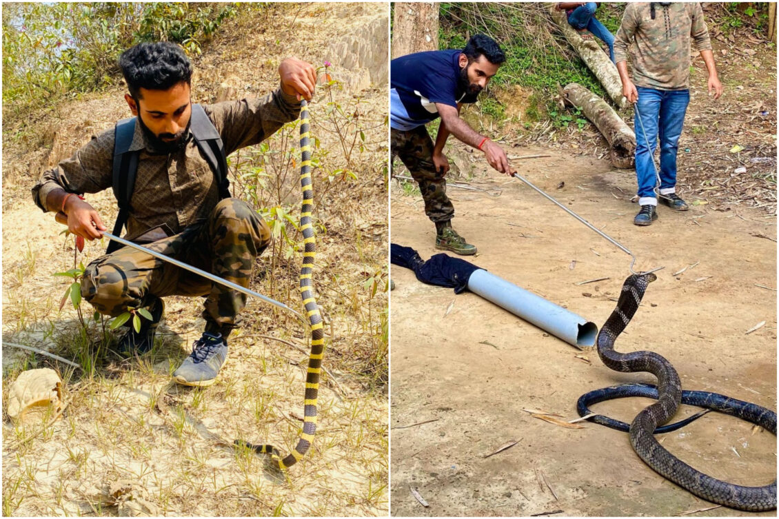 Over 255 snakes including 13 King Cobras; Story of Assam University’s ...